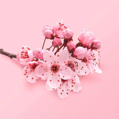 Love Beauty and Planet Beloved Fine Fragrance Body Mist – Cherry Blossom & Tea Rose, 8 fl oz Beloved