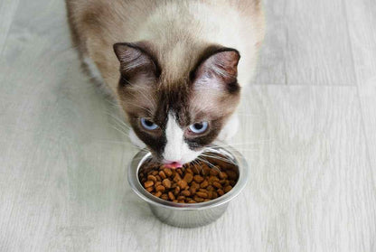 Stainless Steel Cat Dish – 8oz Food or Water Bowl, 5" Diameter